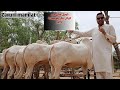 Domail Cow Mandi Part 2 || Dangerous Fatehjang Bulls 2025 || Bakra Mandi 2025 - Season2025 Eiduladha