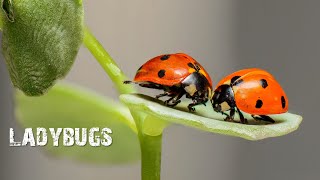 The Insane Biology of Ladybugs