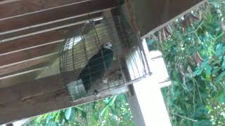 Download Lagu Suara merpati hutan sulawesi MP3 Download Lagu Suara merpati hutan sulawesi MP3