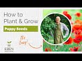 Tips for Planting and Growing Poppy