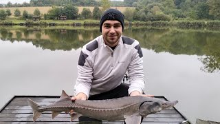 видео: Зловив всіх : Осетр, Амур, Короп, Сом!@Koi_koi_iz  картинка: Зловив всіх : Осетр, Амур, Короп, Сом!@Koi_koi_iz