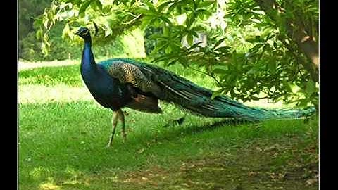 قراءة مؤثرة جدا ـ محمد الليثي   YouTube , سورة الحاقه