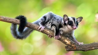 Sugar Gliders! | by Mr. Akram animals lover🐾 64 views 1 year ago 1 minute, 37 seconds