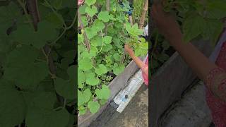 সবুজ ডাটা হারভেস্ট #ছাদবাগান #greenrooftop