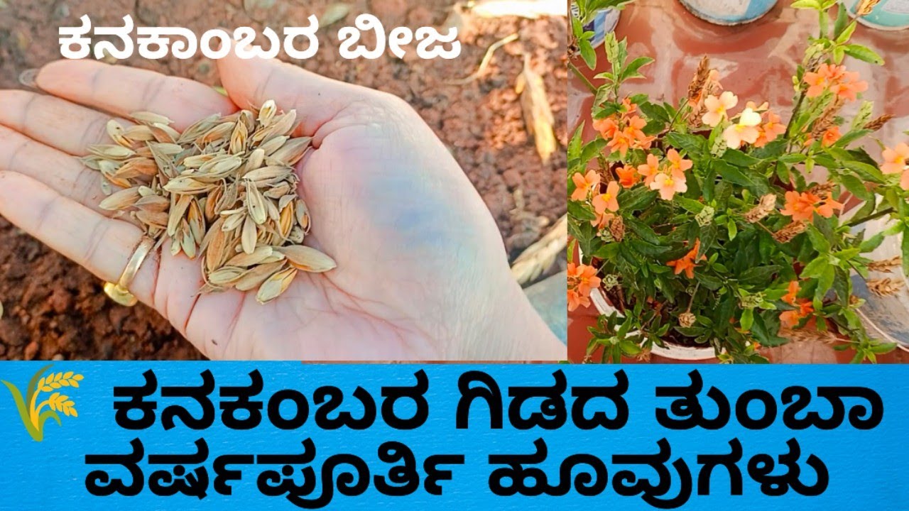 🌾ಕನಕಾಂಬರ ಬೀಜದಿಂದ 15 days  ಸಸಿ ಆಗುತ್ತೆ 🌱 step by step Kannada daily vlog