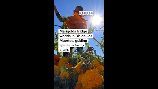 Marigolds bridge worlds in Dia de Los Muertos, guiding spirits to family altars