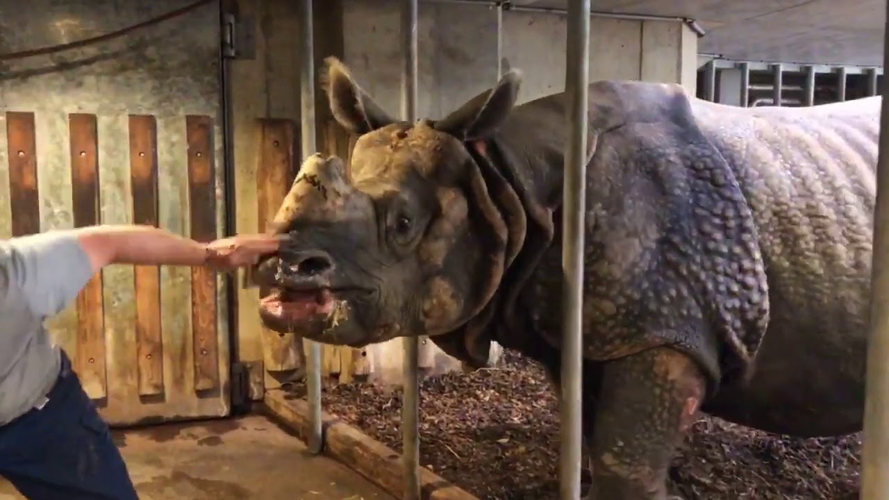 Indisches Panzernashorn