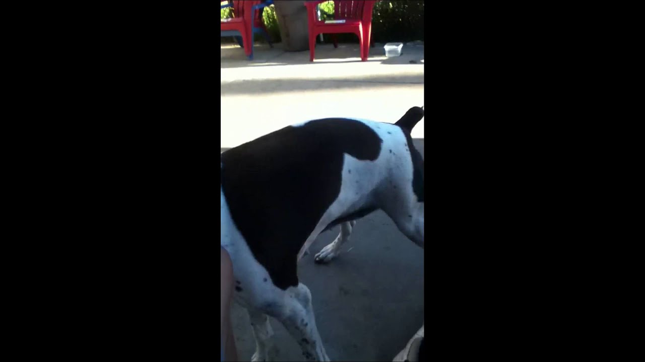 Female Dog Humps Owner - Youtube-6391