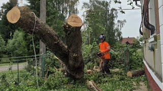 Risky Tree Removal in Tight Space | House, Power Lines & Gas Line