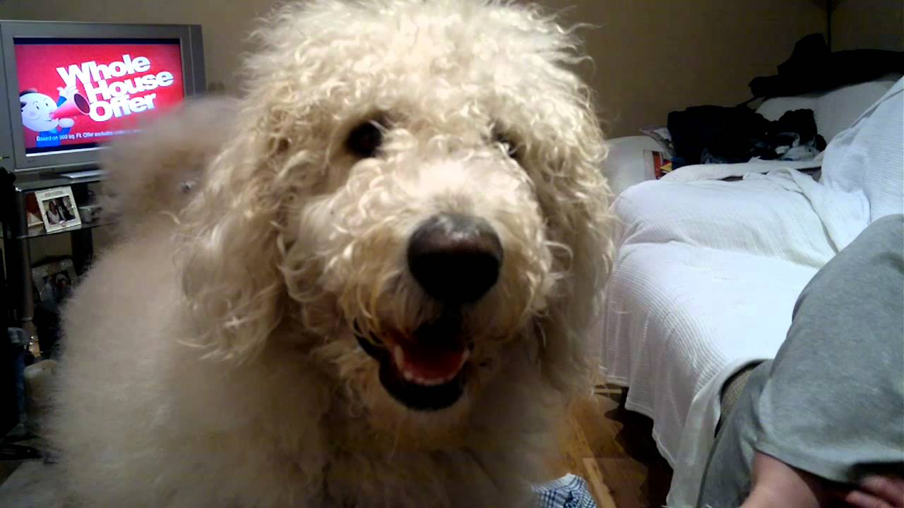ally our labradoodle growing up YouTube