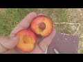 Алыча Глобус (plum Globus). Гибридная форма. Перспективный сорт для Вашего сада.