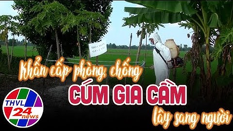 Khẩn cấp phòng, chống cúm gia cầm lây sang người