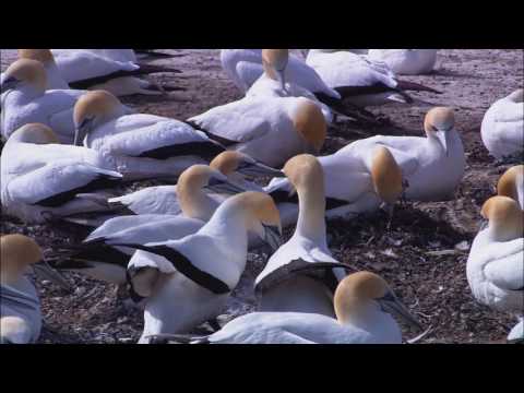Windows 7 HD Wildlife Sample video