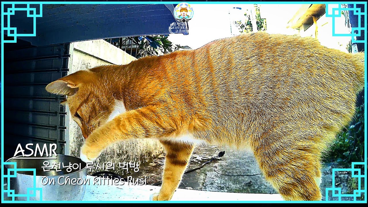 [캣츄(Cat-Chu)] ASMR 온천냥이 루시 On Cheon kitties Rusi (2편) -노랑이(Yellowie ...