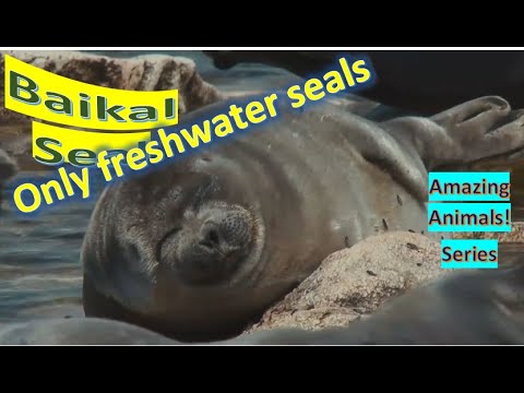 Video: Baikal Seal: Haiwan Jenis Apa Dan Dengan Apa Yang Dimakannya