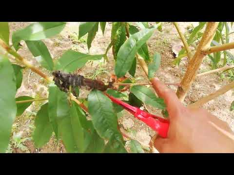 Video: Siembra de melocotón en otoño. poda de durazno