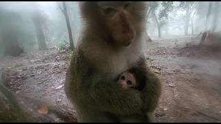 Watch Luna Monkeys Endure Rain—You’ll Feel Instant Pity! 🐒💧