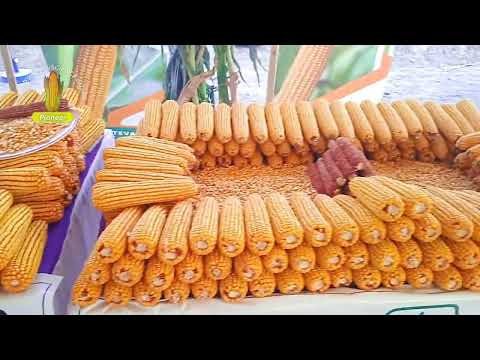 Corteva Agriscience Gojra