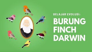Belajar Evolusi: Burung Finch Darwin (Darwin's Finches)