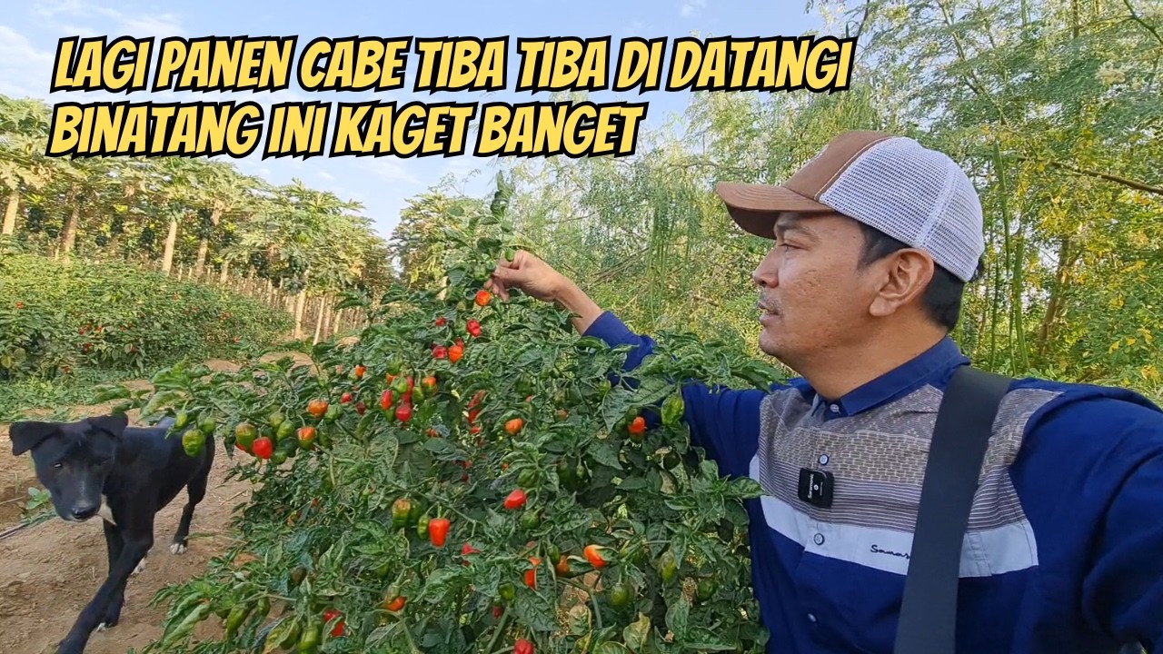 KEHIDUPAN PARA PETANI DI PINGGIRAN KOTA MAKKAH SAAT BULAN RAMADHAN