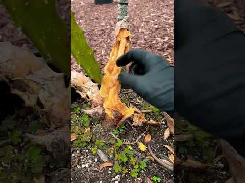 Stinky Hylocereus Polyrhizus