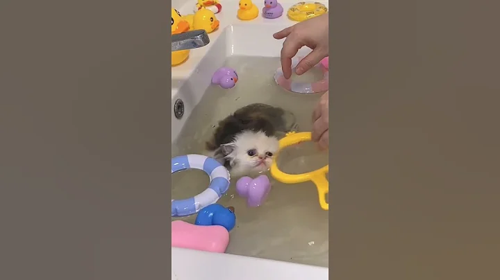 Watch the video about Have You Ever Seen a Kitten So Calm During Bath Time? #CuteKittens #KittenBath #catlovers