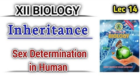 Sex Determination in human lec 14 || Inheritance class 12 bio new book
