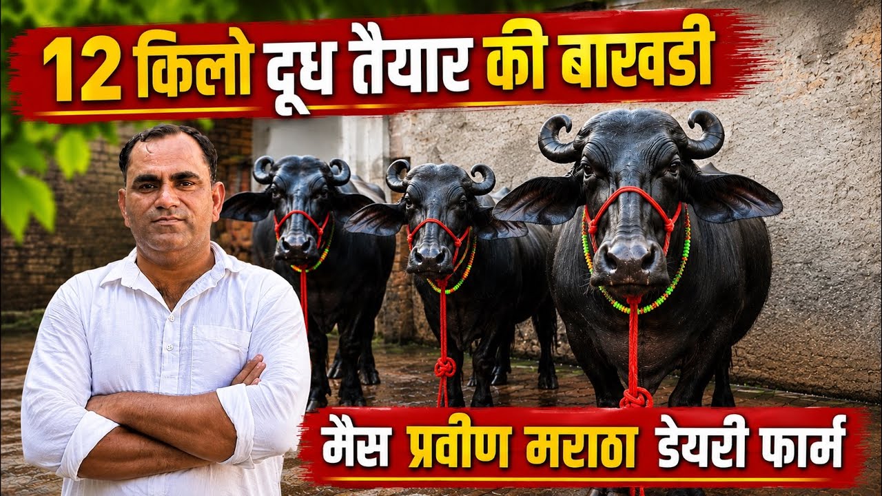 12 किलो दुध तैयार की ग्याभीन 3 बाखडी Parveen Martha Dairy Farm ✅