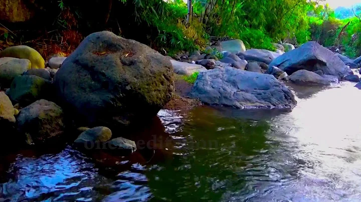 Sounds of Mountain Rivers and Forest Birds Singing. 12 Hours Of Deep Sleep