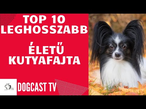 Videó: Top 10 udvarias kanadai kutya ajánlatok (Eh!)