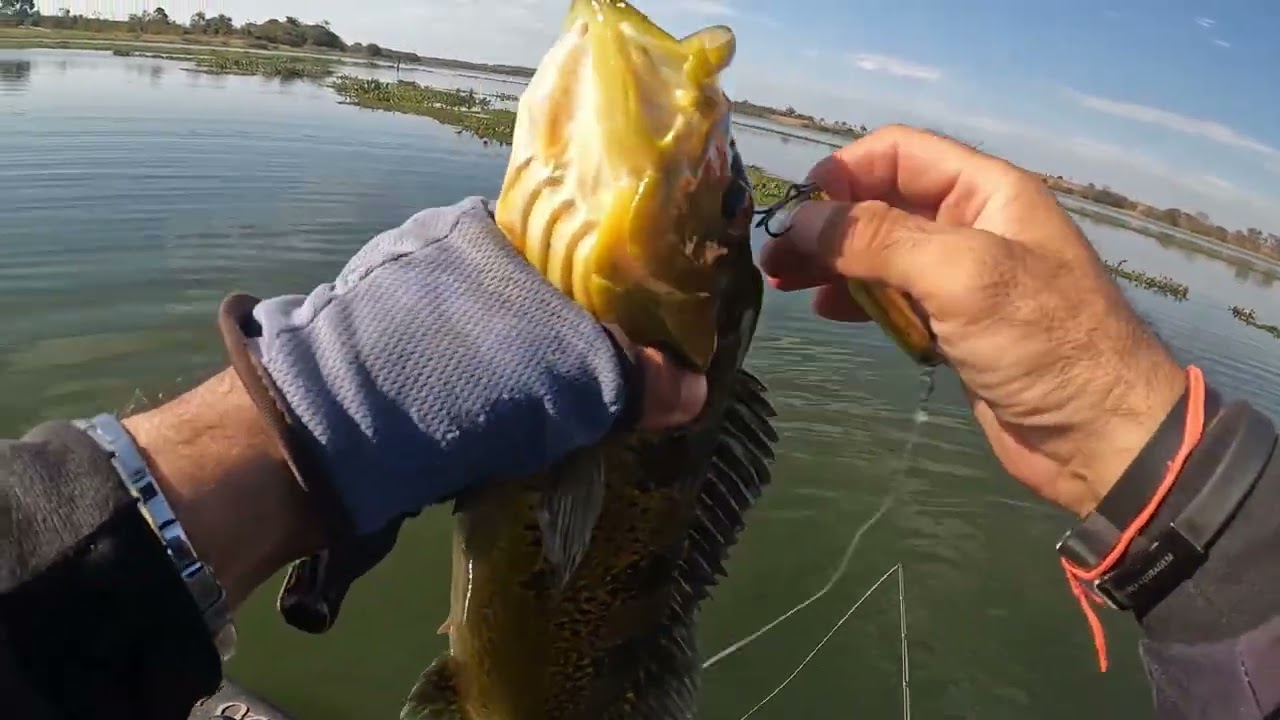 Pescaria no Rio Tietê!Os tucunas estão de volta a ativa!!!!@Caiaker 