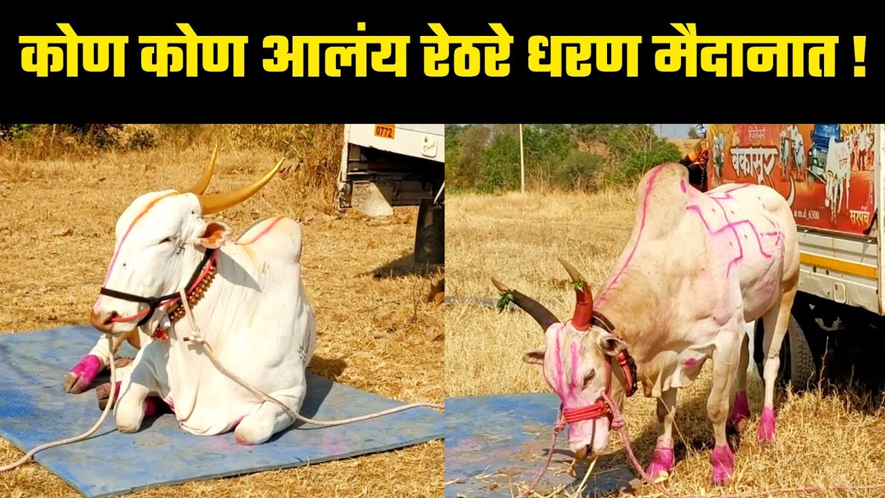 कोण कोण आलंय रेठरे धरण मैदानात | भाग - 1