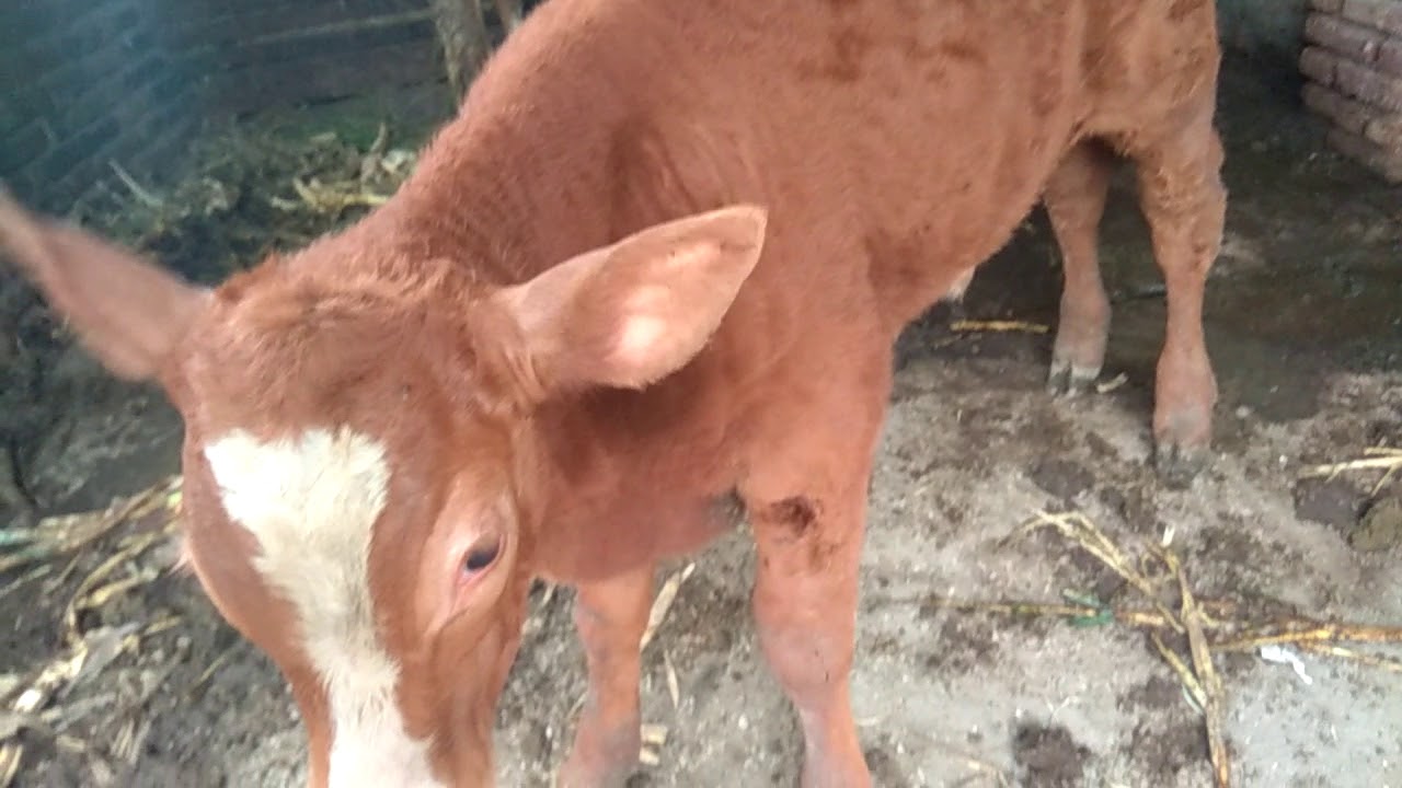 Sapi Brahman Super Sekali
