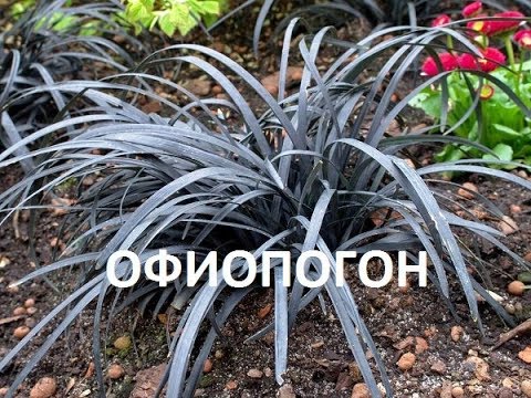 РЕДКОЕ РАСТЕНИЕ в наших садах-ОФИОПОГОН  НИГРЕСЦЕНС\\\\  Ophiopogon planiscapus Nigrescens\\\\