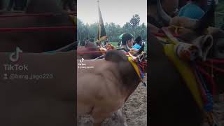 Download Lagu BABY SIMA🐂 MP3