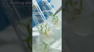 🌱 Plant Tissue Culture – Experiment 🧪 #biologystudywithdiya #botany #zoology #Shorts