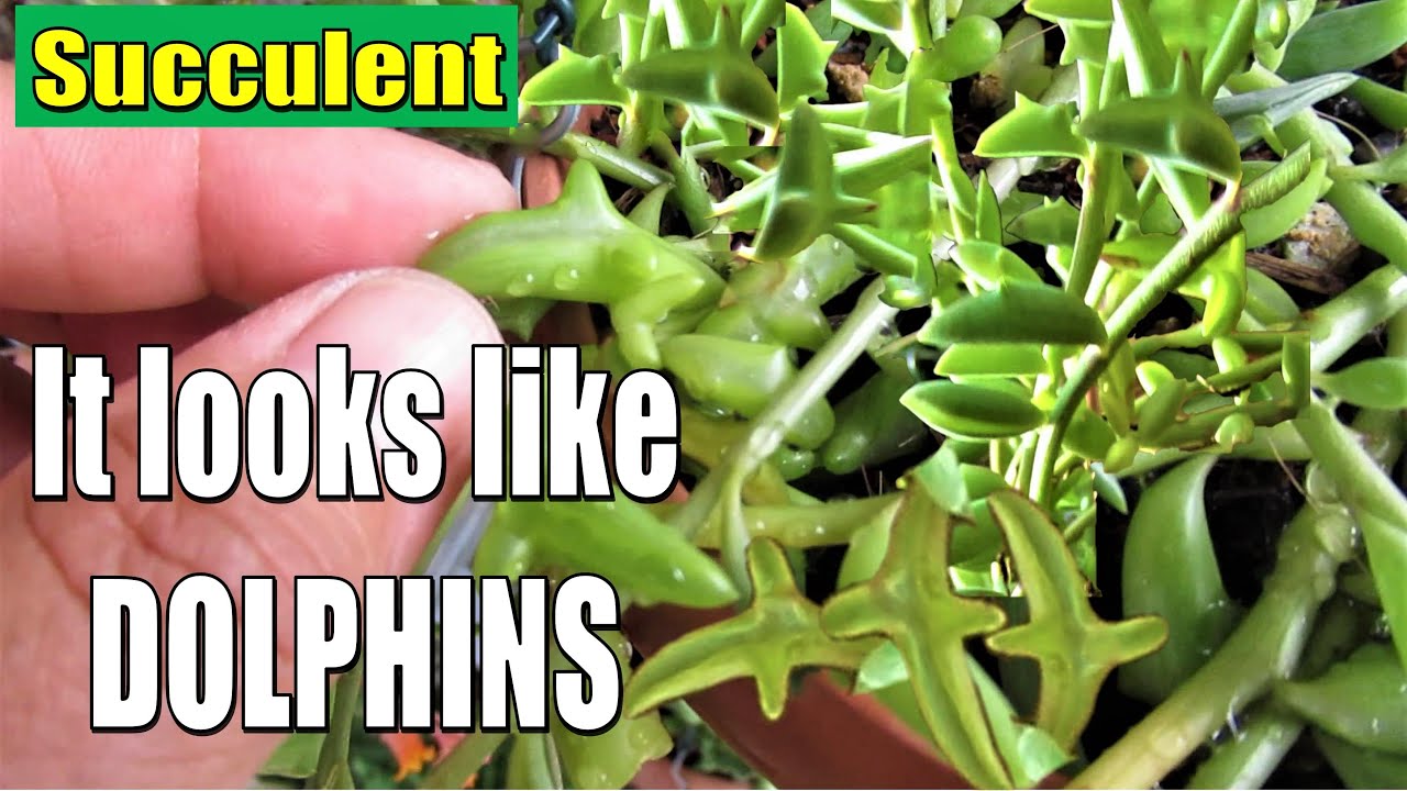 How to take care and propagate String of Dolphins YouTube