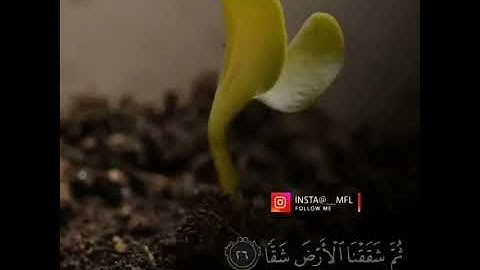 فلينظر الإنسان إلى طعامه🌷تلاوة جمييلة😍🌹.