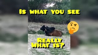 USE THIS STRATEGY... ( PERCEPTION MANIPULATION)