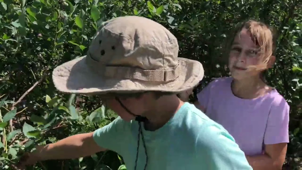 Cherry picking blueberry picking