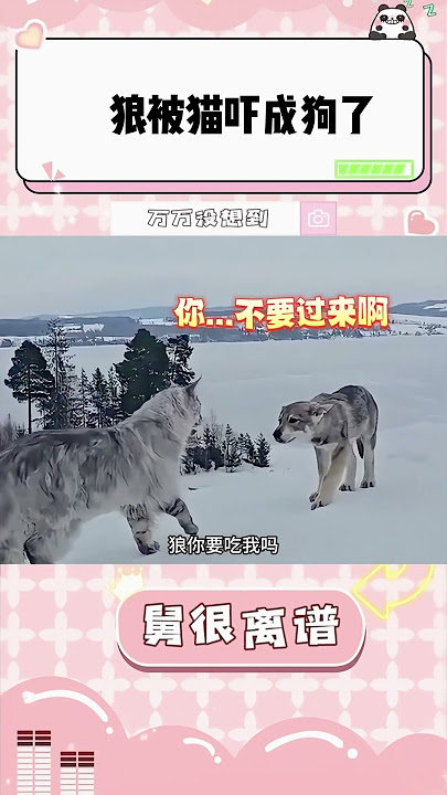 狼被缅因猫吓得耳朵都耷拉了