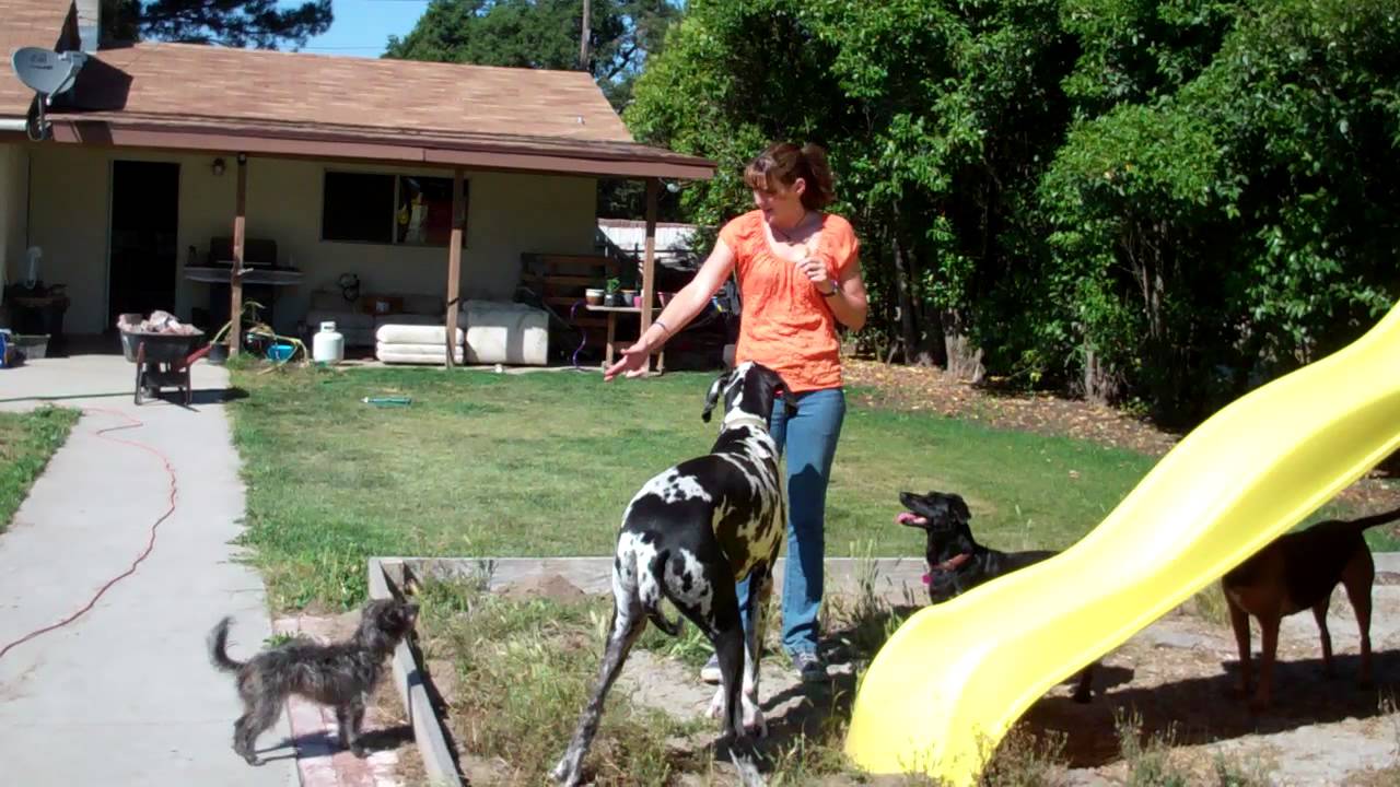Slippery Dip Ride Dexter and Trigger ride the slippery dip - YouTube