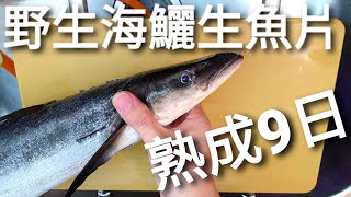 野生海鱺魚熟成9日| 一整盤生魚片用筷子剷過去。 