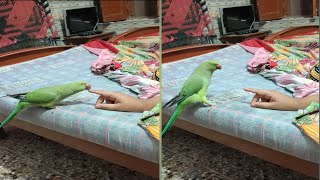 Parrot dancing to music | parrot dancing video