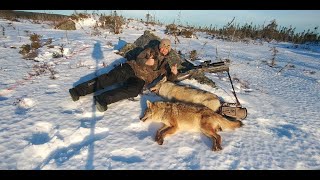 Coyote hunt, A double day