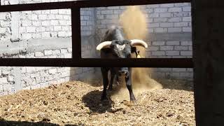 EL TORO MÁS PELIGROSO DA GANADERÍA SAN MIGUEL.!!