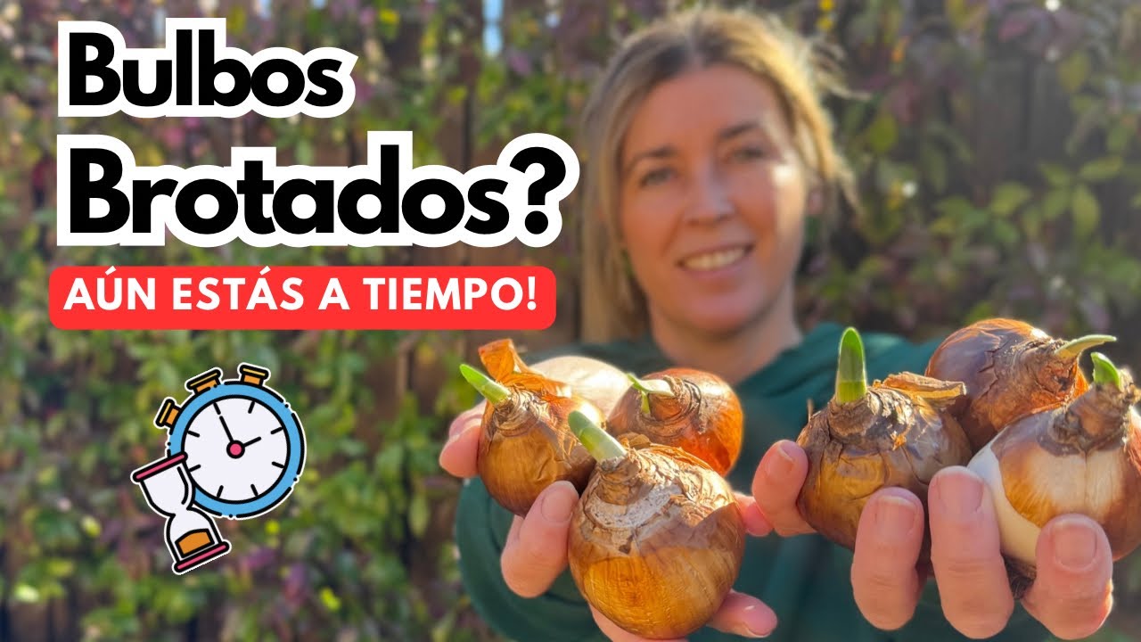 🌷BULBOS BROTADOS, Qué hago ahora?💥SUSTRATO ideal y claves para que FLOREZCAN