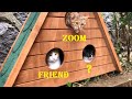 Our Introvert Cat ZOOM Has A New Friend! Or More Than A Friend?