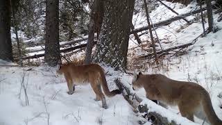 Yellowstone Cougar Project Film Excitement Reel