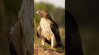 Águila Calzada🦅🪶 #fotografia #shorts #wildlife #filmmaking